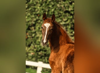 Duits sportpaard, Merrie, Veulen (05/2025), 172 cm, Donkere-vos