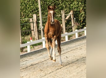 Duits sportpaard, Merrie, Veulen (05/2025), 172 cm, Donkere-vos