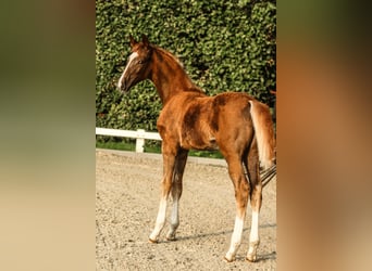 Duits sportpaard, Merrie, Veulen (05/2025), 172 cm, Donkere-vos