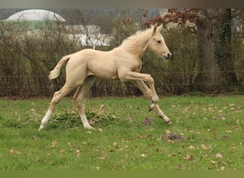 Duits sportpaard, Merrie, veulen (03/2024), 173 cm, Palomino