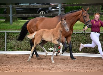 Duits sportpaard, Merrie, veulen (04/2024), 175 cm, Donkere-vos