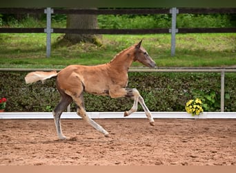 Duits sportpaard, Merrie, veulen (04/2024), 175 cm, Donkere-vos