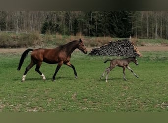 Duits sportpaard, Merrie, veulen (03/2024), 175 cm, Zwartbruin