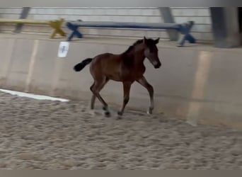 Duits sportpaard, Merrie, veulen (04/2024), Brauner