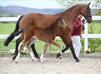Duits sportpaard, Merrie, veulen (03/2024), Brauner