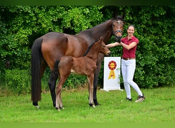 Duits sportpaard, Merrie, veulen (05/2024), Brauner