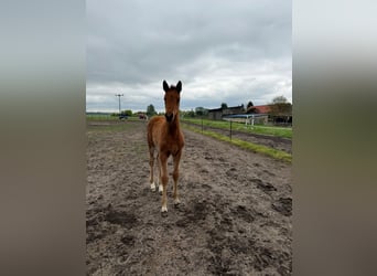Duits sportpaard, Merrie, Veulen (03/2026), Bruin