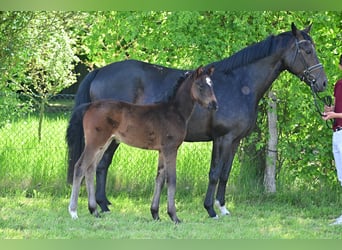 Duits sportpaard, Merrie, veulen (03/2024), Donkerbruin