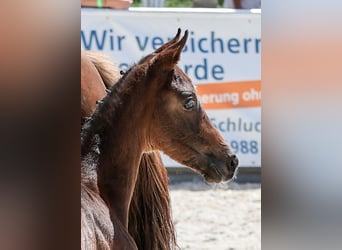 Duits sportpaard, Merrie, Veulen (05/2025), Donkerbruin