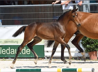 Duits sportpaard, Merrie, veulen (05/2023), Donkerbruin