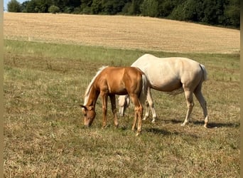 Duits sportpaard, Merrie, Veulen (02/2026), Palomino
