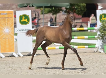 Duits sportpaard, Merrie, veulen (05/2023), Vos