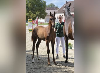 Duits sportpaard, Merrie, veulen (05/2023), Vos