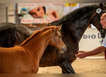 Duits sportpaard, Merrie, , Vos