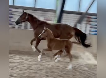 Deutsches Sportpferd, Stute, Fohlen (05/2024), Fuchs