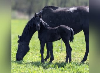 Duits sportpaard, Merrie, veulen (03/2024), Zwart