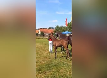 Duits sportpaard, Merrie, veulen (04/2024), Zwart