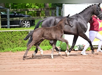 Duits sportpaard, Merrie, veulen (01/2024), Zwart