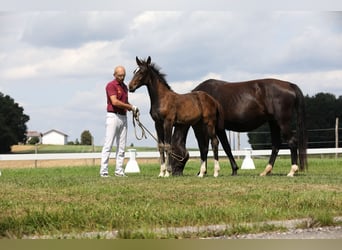 Duits sportpaard, Merrie, veulen (04/2024), Zwartbruin