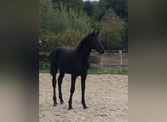 Duits sportpaard, Merrie, Veulen (05/2026), Zwartbruin