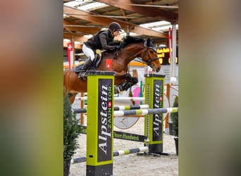 Duits sportpaard, Ruin, 10 Jaar, 163 cm, Bruin