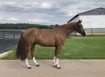 Duits sportpaard, Ruin, 10 Jaar, 163 cm, Vos