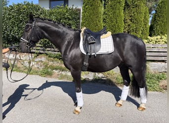 Duits sportpaard, Ruin, 10 Jaar, 163 cm, Zwart