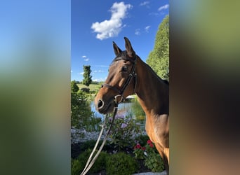 Duits sportpaard, Ruin, 10 Jaar, 164 cm, Bruin