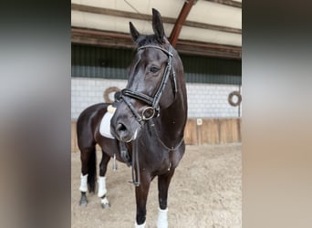 Duits sportpaard, Ruin, 10 Jaar, 167 cm, Zwart