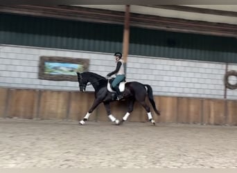 Duits sportpaard, Ruin, 10 Jaar, 167 cm, Zwart