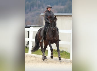 Duits sportpaard, Ruin, 10 Jaar, 167 cm, Zwartbruin