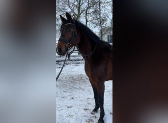 Duits sportpaard, Ruin, 10 Jaar, 168 cm, Donkerbruin