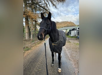 Duits sportpaard, Ruin, 10 Jaar, 168 cm, Donkerbruin