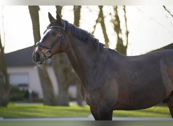 Duits sportpaard, Ruin, 10 Jaar, 168 cm, Donkerbruin