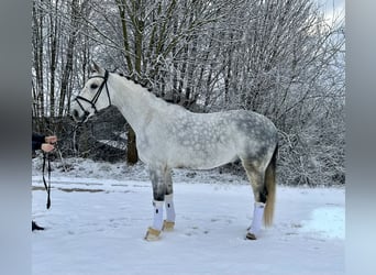 Duits sportpaard, Ruin, 10 Jaar, 170 cm, Appelschimmel