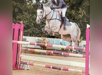 Duits sportpaard, Ruin, 10 Jaar, 170 cm, Appelschimmel