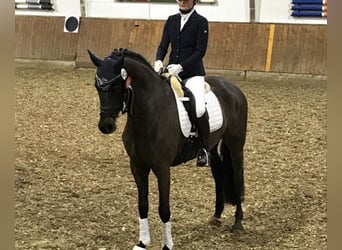 Duits sportpaard, Ruin, 10 Jaar, 172 cm, Donkerbruin