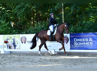 Duits sportpaard, Ruin, 10 Jaar, 172 cm, Vos