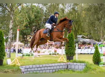 Duits sportpaard, Ruin, 10 Jaar, 172 cm, Vos