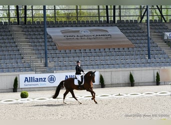 Duits sportpaard, Ruin, 10 Jaar, 172 cm, Vos