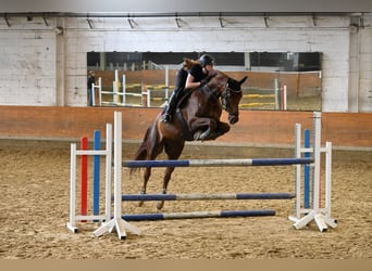 Duits sportpaard, Ruin, 10 Jaar, 172 cm, Vos