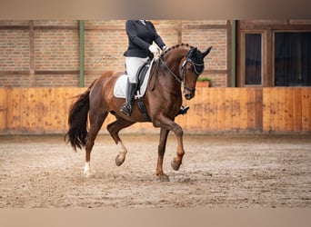 Duits sportpaard, Ruin, 10 Jaar, 172 cm, Vos