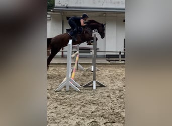 Duits sportpaard, Ruin, 10 Jaar, 172 cm, Vos