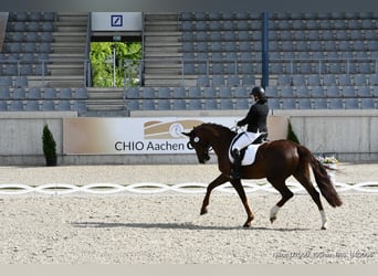 Duits sportpaard, Ruin, 10 Jaar, 172 cm, Vos