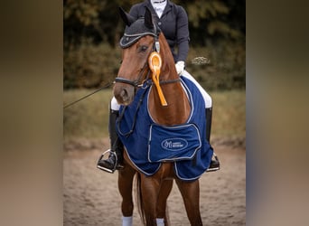Duits sportpaard, Ruin, 10 Jaar, 172 cm, Vos