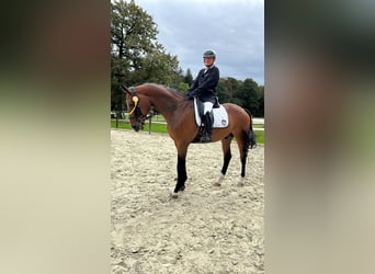 Duits sportpaard, Ruin, 10 Jaar, 173 cm, Bruin