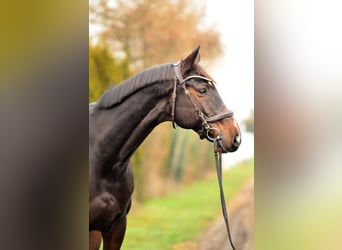 Duits sportpaard, Ruin, 10 Jaar, 173 cm, Roodbruin