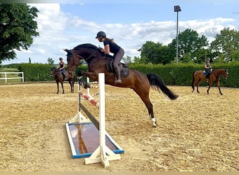 Duits sportpaard, Ruin, 10 Jaar, 175 cm, Bruin