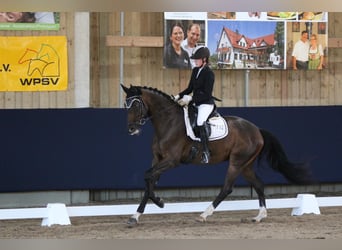 Duits sportpaard, Ruin, 10 Jaar, 175 cm, Donkerbruin
