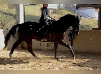 Duits sportpaard, Ruin, 10 Jaar, 180 cm, Zwart